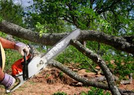 Best Tree Cabling and Bracing  in Detroit Beach, MI